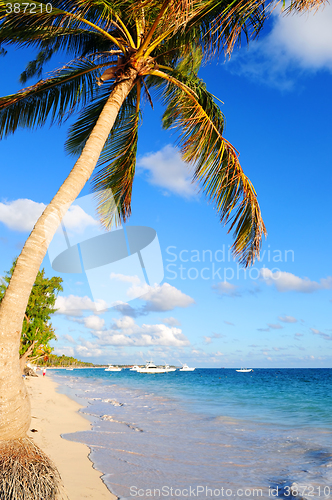 Image of Tropical beach