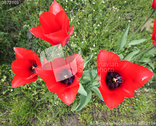 Image of Red Tulips flower