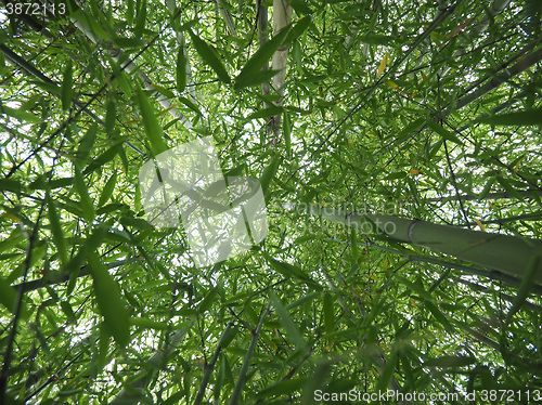 Image of Bamboo tree perspective