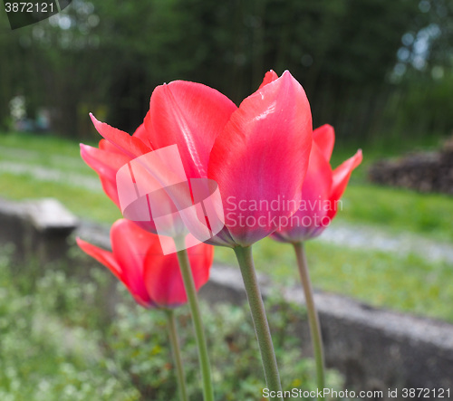 Image of Red Tulips flower