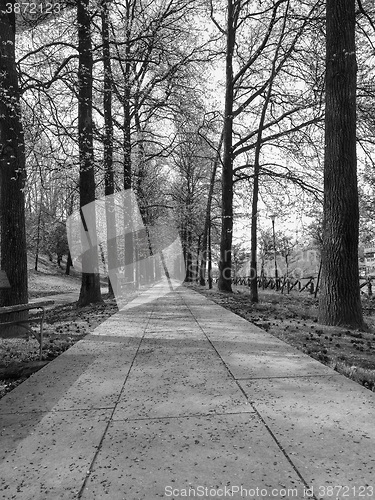 Image of Footpath among the trees