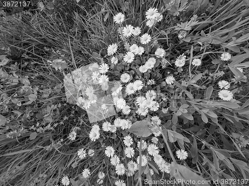 Image of White Daisy flower