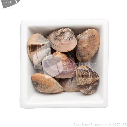 Image of Clam