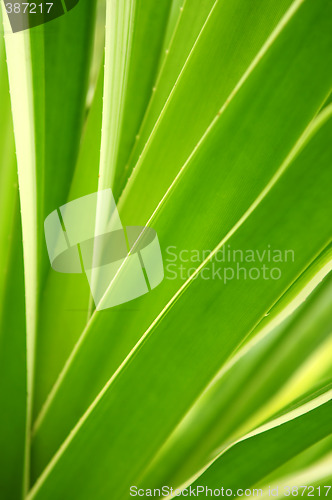 Image of Tropical leaves