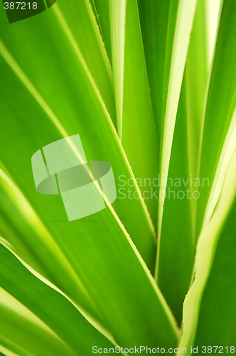 Image of Tropical leaves