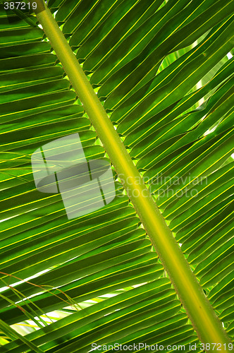 Image of Tropical leaf