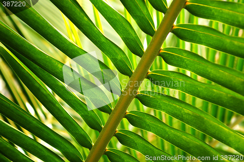 Image of Tropical leaf