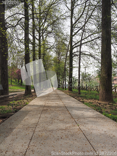 Image of Footpath among the trees