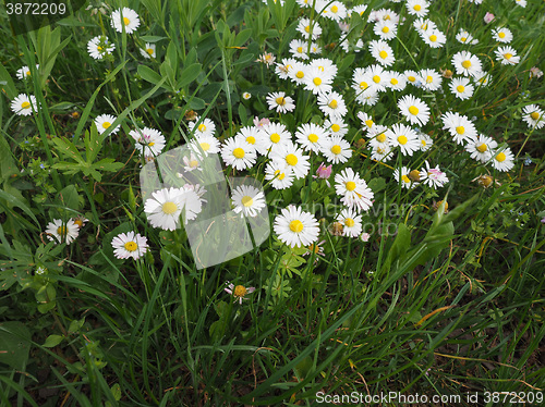 Image of White Daisy flower