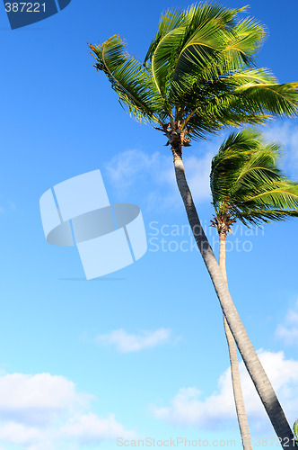 Image of Palms on blue sky