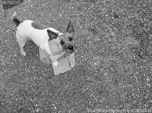 Image of Dog mammal animal