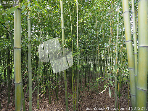 Image of Bamboo tree perspective