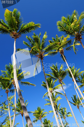 Image of Palms on blue sky