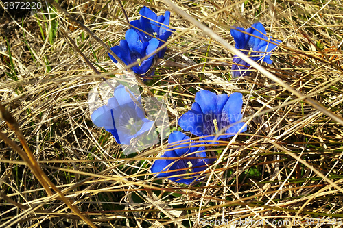 Image of gentian hidden in the meadow