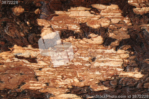 Image of brown tree bark