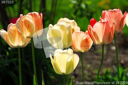 Image of Tulips