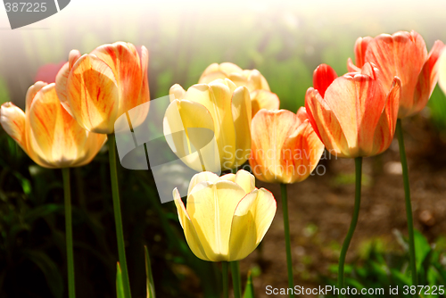 Image of Tulips