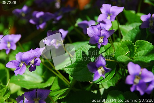 Image of Violets