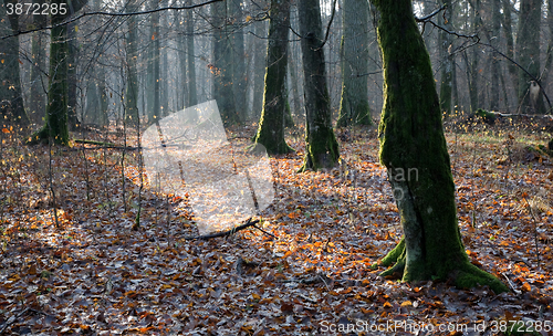 Image of Deciduous stand of Bialowieza Forest in autumn