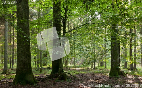 Image of Summer sunset with light entering rich deciduous stand