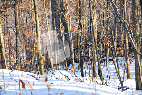 Image of Winter forest