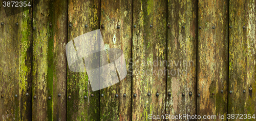 Image of Close-up of beautiful moldy palings background