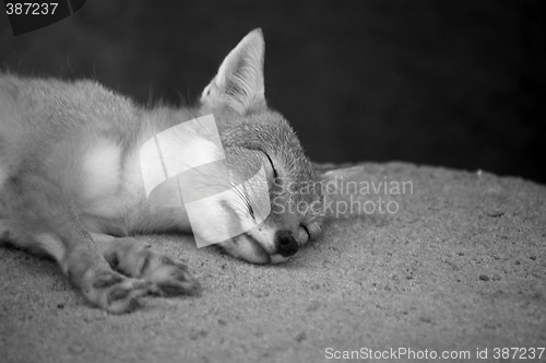 Image of Mr. Fox