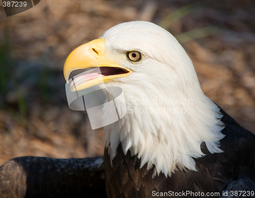 Image of Freedom Bird