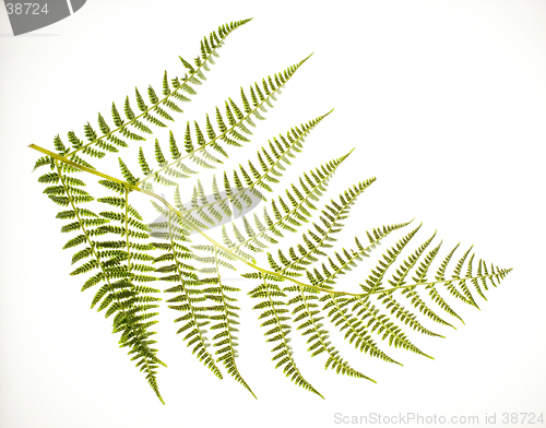 Image of Fern Frond on White