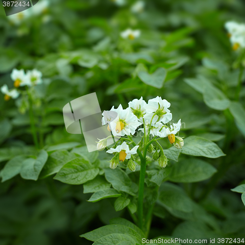 Image of Close up of potato plant flowers