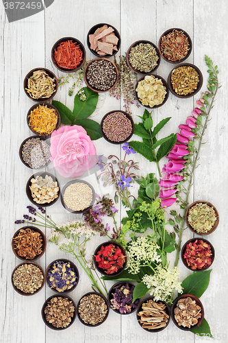 Image of Medicinal Herbs and Flowers