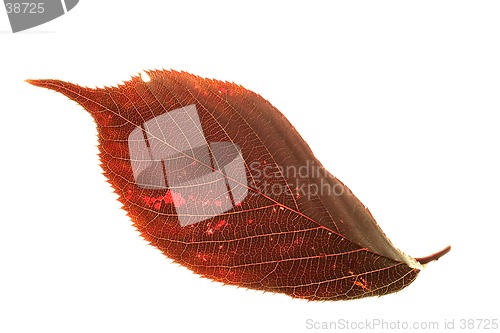 Image of Flowering Plum Leaf