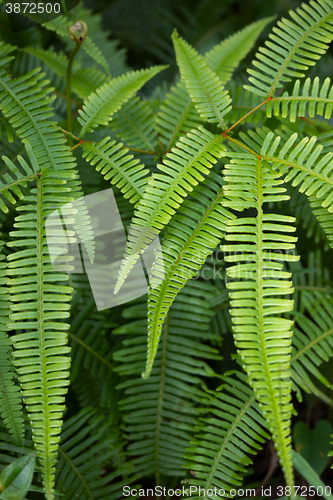 Image of Wild Fern in Tropical wilderness Area