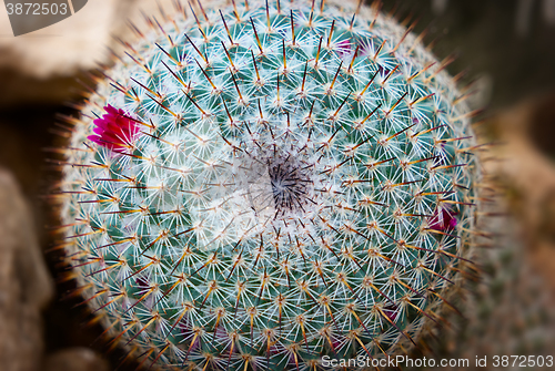 Image of Details of Mammillaria Parkinsonii cactus with thorns