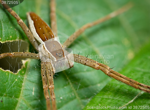 Image of A hairy spider alone on a leaf