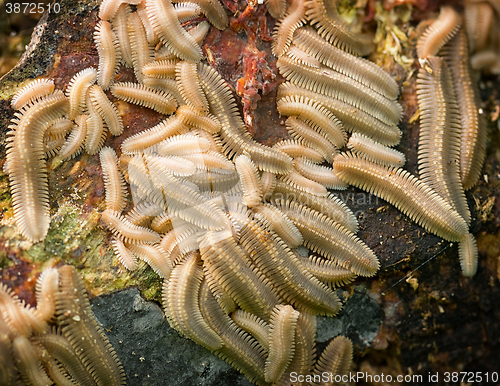 Image of Young Milipedes Clinging to a Rock in a Tropical Rainforest