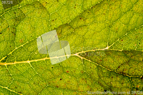 Image of Digitalis or Fox Glove Leaf, Background