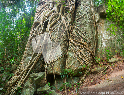 Image of Trailing Roots of Tropical Trees Split through Enormous Rocks