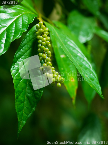 Image of Unidentified Tropical Plant with Berries