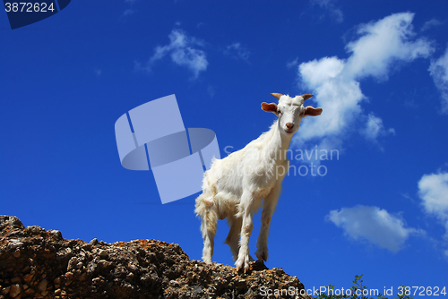 Image of White goat over blue sky