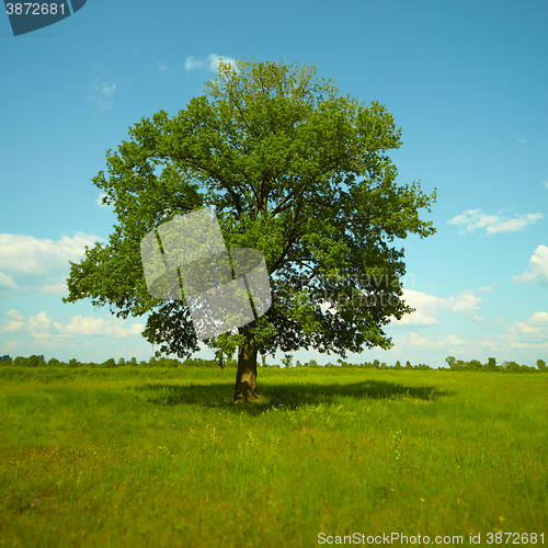 Image of A strong Oak tree standing in a meadow