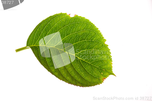 Image of Hydrangea Leaf on White