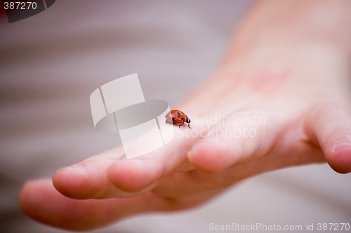 Image of Lady's Bug