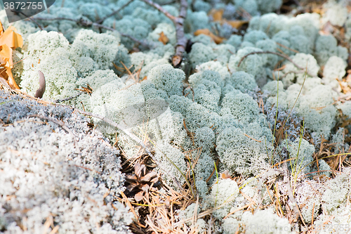 Image of Macro shot of white reindeer moss