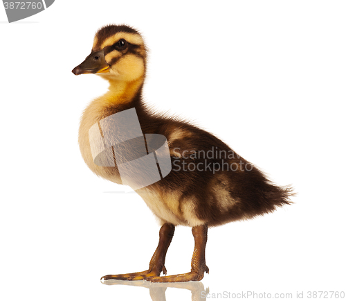 Image of Domestic duckling isolated