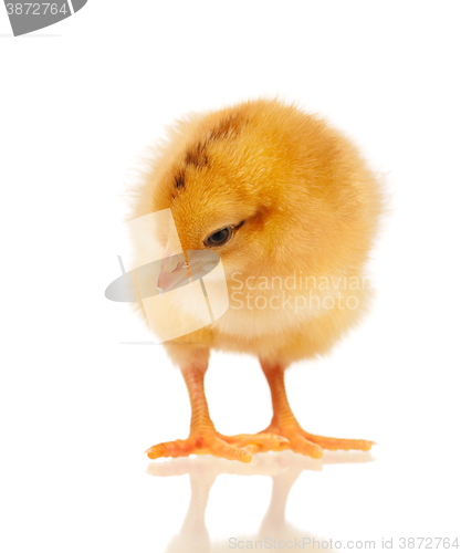 Image of Little chicken isolated