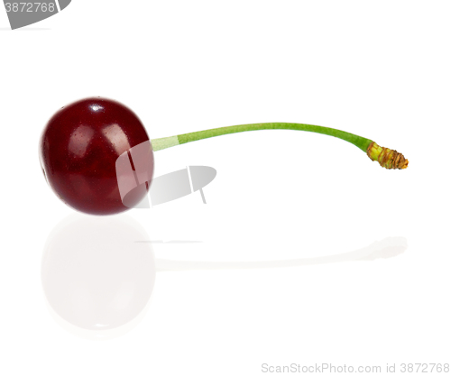 Image of Sweet cherries isolated