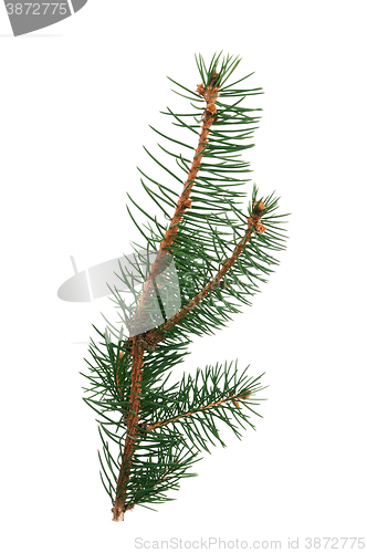 Image of Fir branch isolated