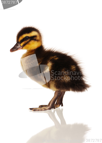 Image of Domestic duckling isolated