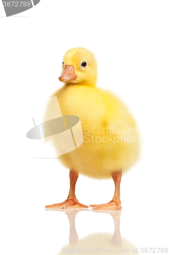 Image of Domestic gosling isolated